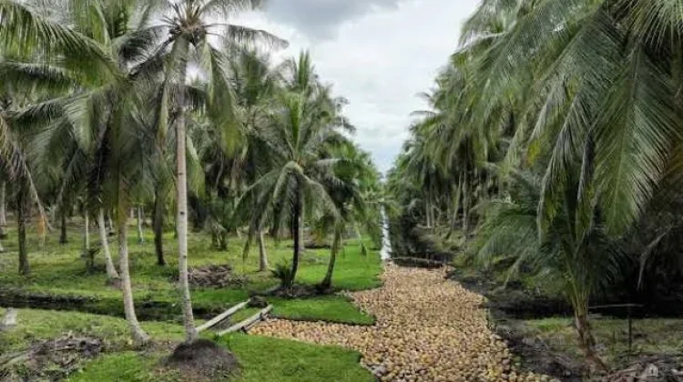 Industri Kelapa Skala Besar Membutuhkan Investasi Bernilai Ratusan Miliar