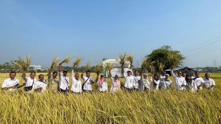 Budidaya Tanaman Padi PM AAS Dorong Peningkatan Produktivitas Petani