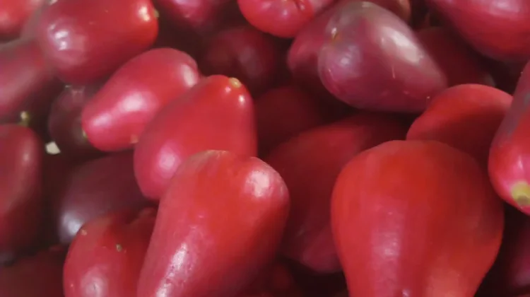 Si Merah Ranum yang Kaya Manfaat