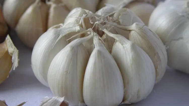 Manfaat Bawang Putih, Ampuh Menurunkan Kolesterol
