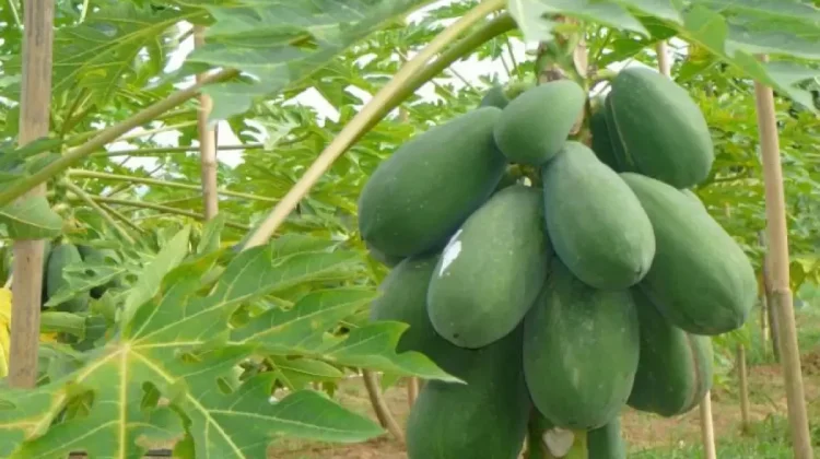 Bukan Buahnya, Justru Getah Pepaya Punya Nilai Ekonomi Tinggi