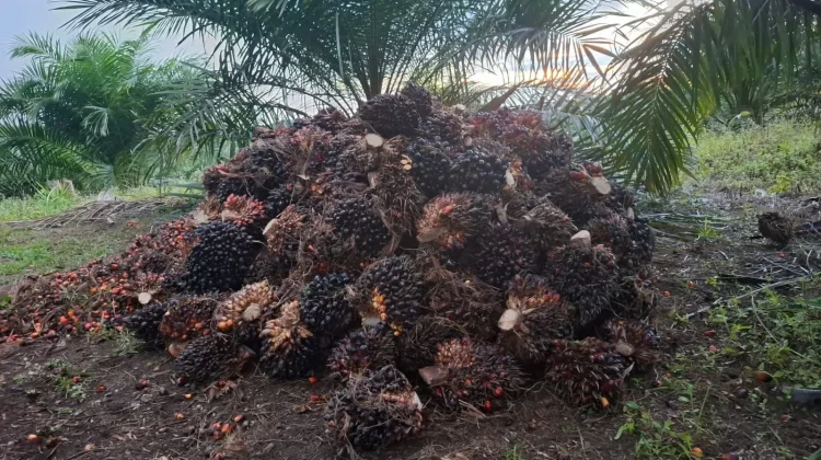 Harga Tandan Buah Segar Kelapa Sawit Jambi Terpantau Landai