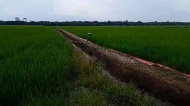 Bulog Jambi Serap 8.339 Ton Gabah, Realisasi Lampaui Target