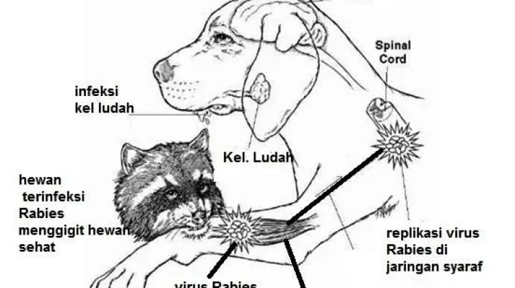 Waspada terhadap Berbagai Potensi dan Gejala Rabies