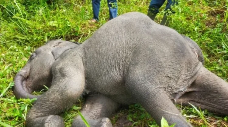 Anak Gajah Ditemukan Mati di Area Konsesi Jambi, Warga Soroti Perlindungan Satwa