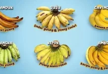Varietas Pisang  Lokal yang Jarang Diketahui