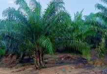 Peringkat Luasan Kebun Kelapa Sawit Provinsi Jambi