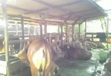 Cegah Zoonosis, Distan Kota Jambi Perketat Lalu Lintas Ternak