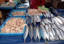 Ikan Tuna Favorit Keluarga