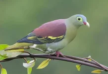 Burung Punai Favorit Para Pemburu