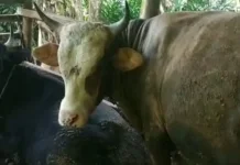 Masyarakat Sarolangun Mayoritas Pilih Daging Kerbau