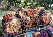 Harga Sawet Jambi Turun ditengah Pasar Komoditas Global yang Fluktuatif