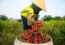 NTP Jambi Naik, Cabai Merah Picu Kenaikan