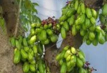 Manfaat Belimbing Wuluh untuk Kesehatan