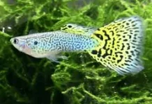 Tips Memelihara Ikan Guppy