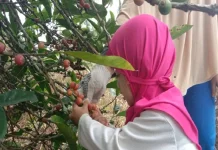 Berbuka Ditemani Kopi Liberika