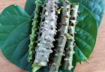 Ramuan Alami untuk Meringankan Nyeri Asam Urat