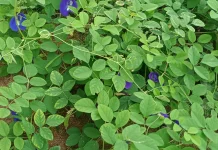 Menanam Bunga Telang di Halaman Rumah