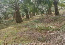 Provinsi Jambi Lima Besar dengan Luasan Lahan Sawet tidak Produktif