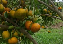 Libur Lebaran ke Kebun Menjadi Hal yang Menyenagkan