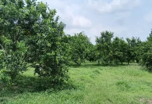 Seluas 3,5 hektare Kebun Jeruk di Jambi menjadi  wisata dadakan