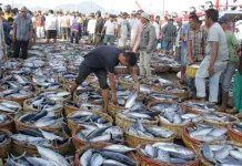 Penghasil Ikan Terbesar di Indonesia yang Jarang Diketahui