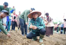 Walikota Jambi Dorong Percepatan Luas Tambah Tanam lewat Tanam Padi Gogo