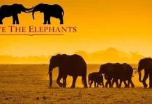 Tingkatkan Kesadaran Global tentang Ancaman yang Dihadapi Gajah