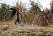 Rotan Indonesia Menjadi Primadona dengan Harga Tinggi