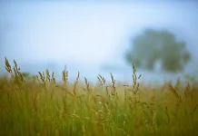 Pentingnya Mewaspadai Kabut Embun di Pagi Hari