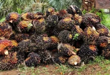 Harga Sawit Jambi Melemah, TBS Pekan Ini Turun Tipis