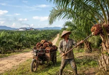 Harga Sawit Jambi Kembali Turun Pekan Ini