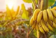 Manfaat Konsumsi Pisang untuk Kesehatan Tubuh