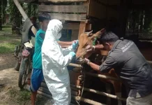 PMK dan SE Jadi Fokus, Disnak Sarolangun Gencarkan Vaksinasi Ternak