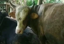 Meminimalisir Risiko, Disnak Sarolangun Awasi Lalu Lintas Ternak jelang Idul Adha