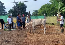 Disnak Sarolangun Fokus Pemeriksaan di Titik Pemotongan Hewan Kurban