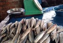 Memilih Ikan yang layak di komsumsi