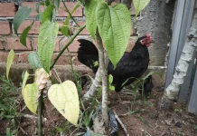 Pakan Ayam Kampung Berkualitas Bisa Diracik Sendiri