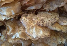 Tips dan Trik Membuat Emping Jengkol