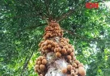 Buah Kepel: Si Buah Bangsawan yang Menjadi Parfum Alami