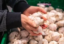 Teknologi Proliga Perbenihan Bawang Putih