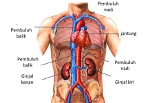 Perlunya Mengetahui Indikasi Mengenai Ginjal yang Kurang Sehat