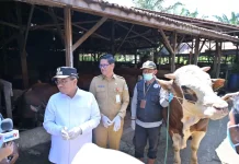 Pemkot Jambi Pastikan Hewan Ternak Sehat Hadapi Idul Adha