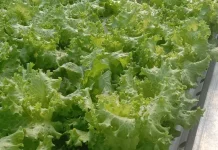 Tips Mengonsumsi dan Mengolah Salada