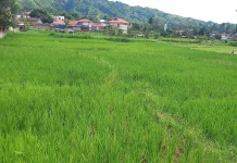 NTP provinsi Jambi Alami Peningkatan