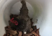 Hal yang Harus Dipelajari sebelum Beternak Ayam Kampung