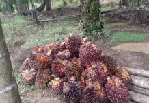 Harga Tandan Buah Segara Sawit Provinsi Jambi Bertahan