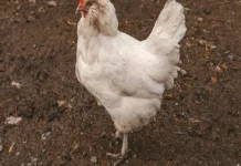 Mitos dan Fakta tentang Ayam Kampung Lebih Sehat