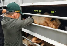 Jelang Idul Adha, Lalu Lintas Hewan Kurban di Jambi Tembus 24 Ribu Ekor