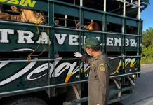 Menjelang Idul Adha, Lalu Lintas Hewan Kurban di Jambi Tembus 24 Ribu Ekor